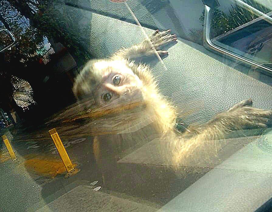 "Charly" fue rescatado tras una llamada al 911. Imagen: Ministerio Público Fiscal CABA.