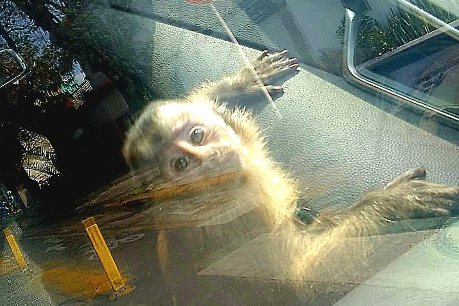 "Charly" fue rescatado tras una llamada al 911. Imagen: Ministerio Público Fiscal CABA.