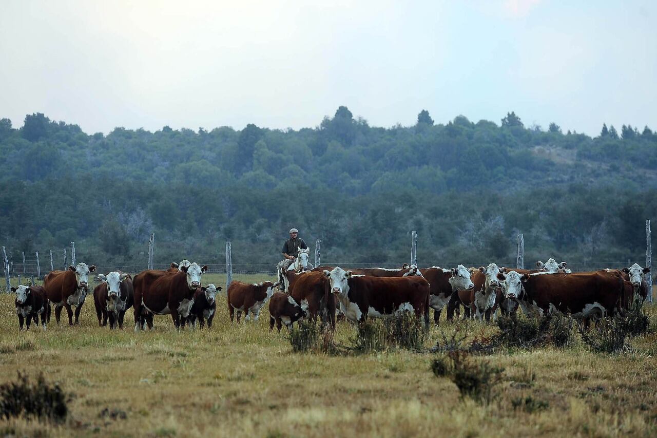 El sector ganadero es uno de los grandes emisores de gases efecto invernadero.