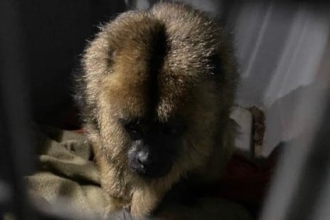 Se encuentra en reservado estado de salud por las malas condiciones en que era mantenido. Imagen: PFA.