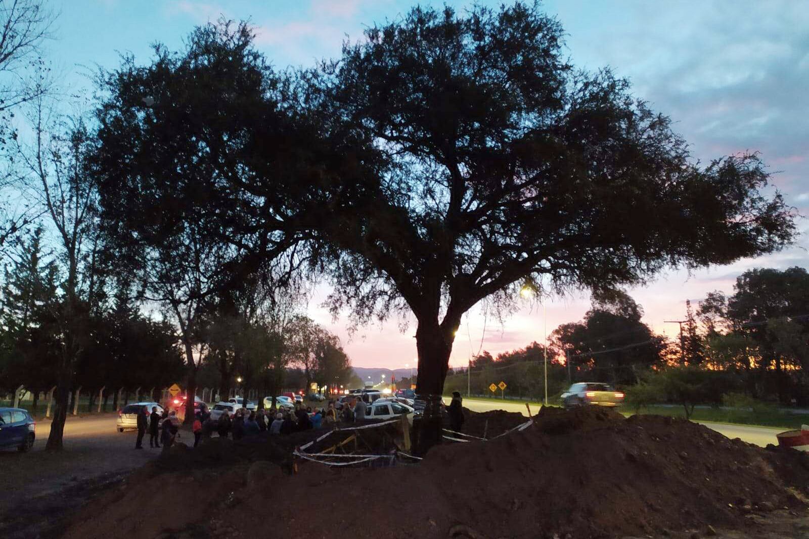 El magnífico quebracho que dio inicio a este conflicto, ya excavado. 