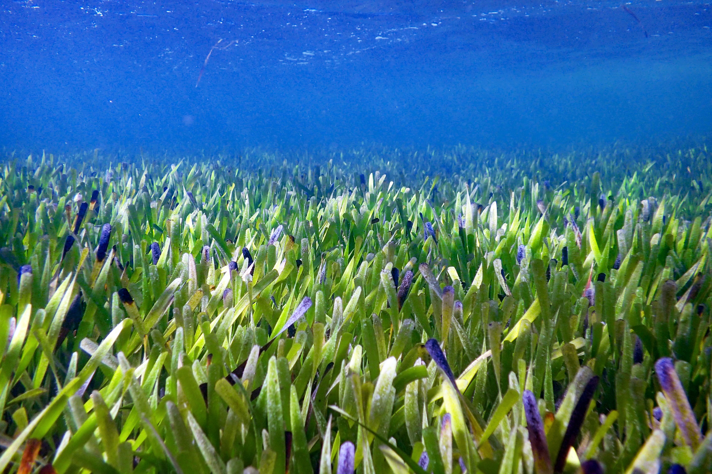 Una posidonia australis descubierta en Australia es la planta más grande del mundo.