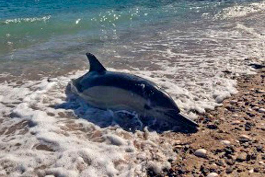 Ya son 35 los delfines que murieron varados en la costa en Río Negro.
