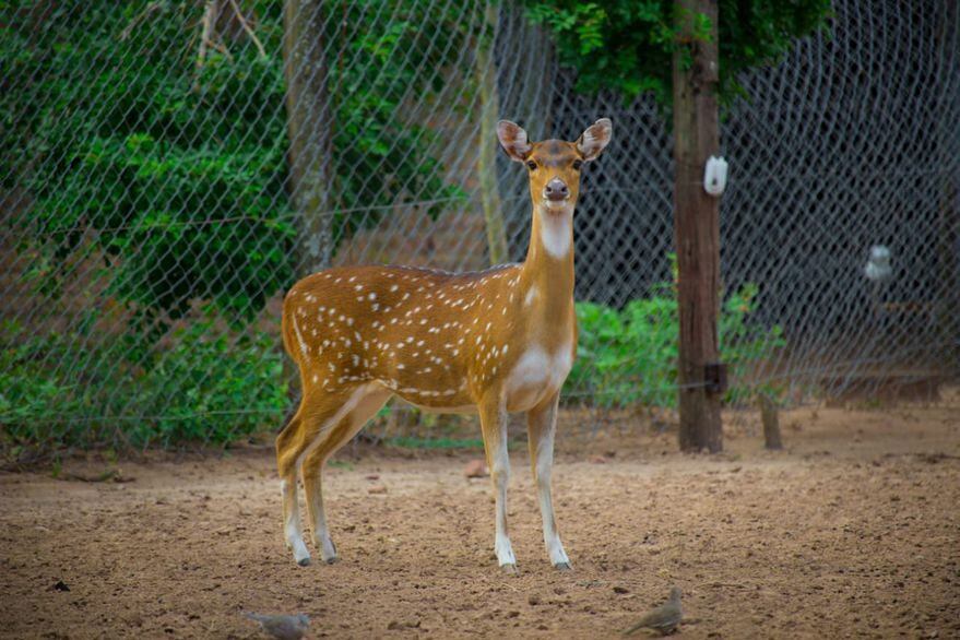 Tres ciervos fueron asesinados en una reserva de Chaco.