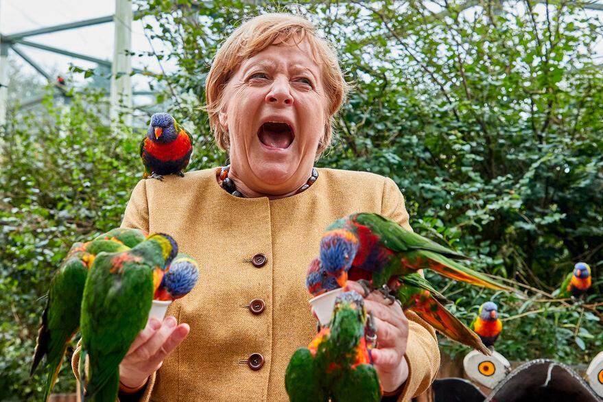 Merkel, al momento de sufrir el picotazo del loro.