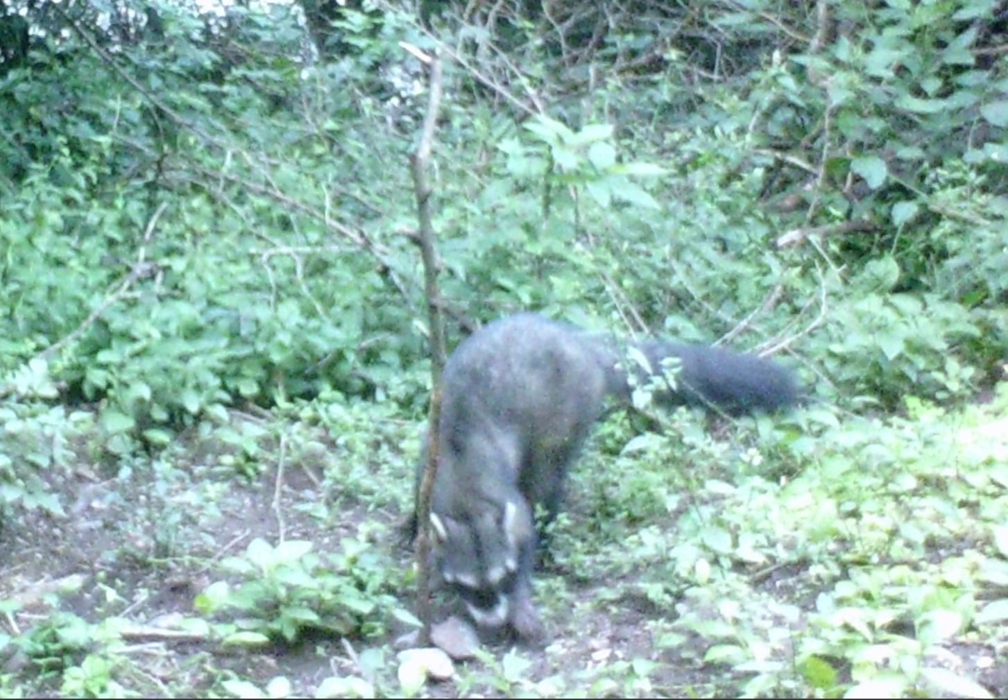 Foto de cámara trampa colocada por Gonzalo Martínez.