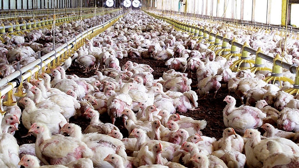 La influenza aviar es una enfermedad viral que afecta a las aves de corral como a las silvestres. (Foto: AFP)
