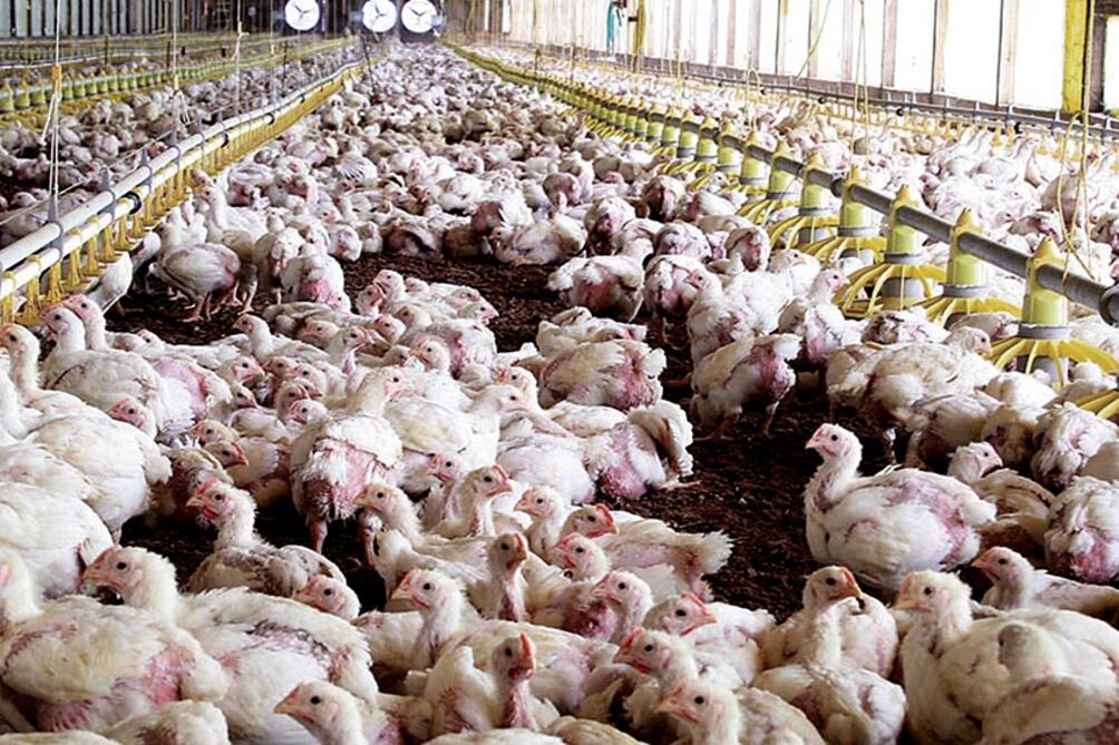 La influenza aviar es una enfermedad viral que afecta a las aves de corral como a las silvestres. (Foto: AFP)