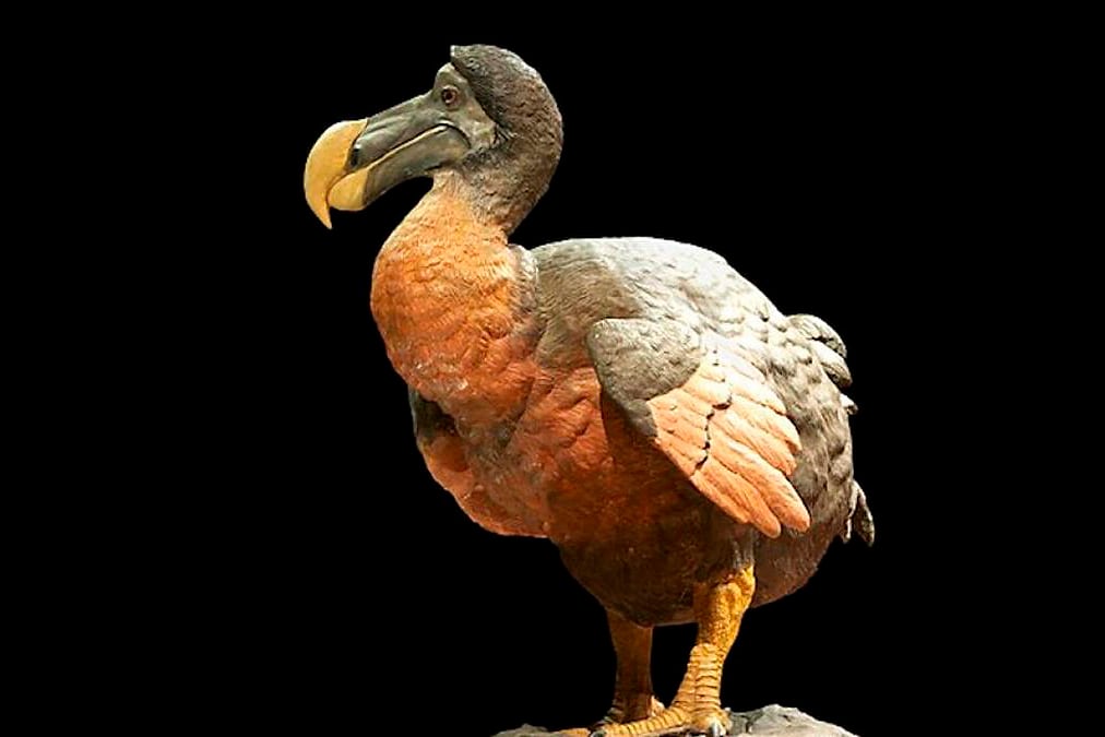 El icónico dodo, ave extinguida en la isla Mauricio que ahora se busca recuperar a la vida.