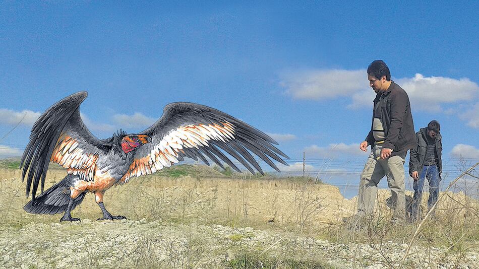 Una representación del Pampagyps imperator a escala, al lado de Federico Agnolin.