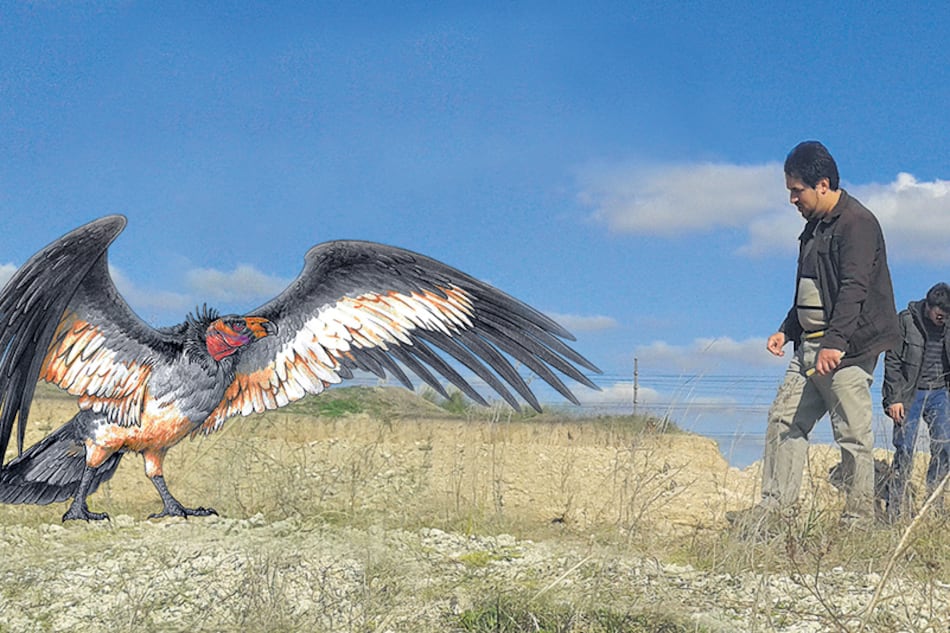 Una representación del Pampagyps imperator a escala, al lado de Federico Agnolin.