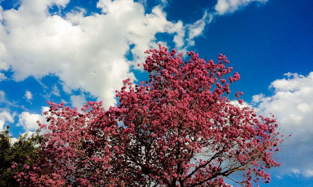 Todavía hay descanso en los lapachos florecidos en los parques de Rosario.
