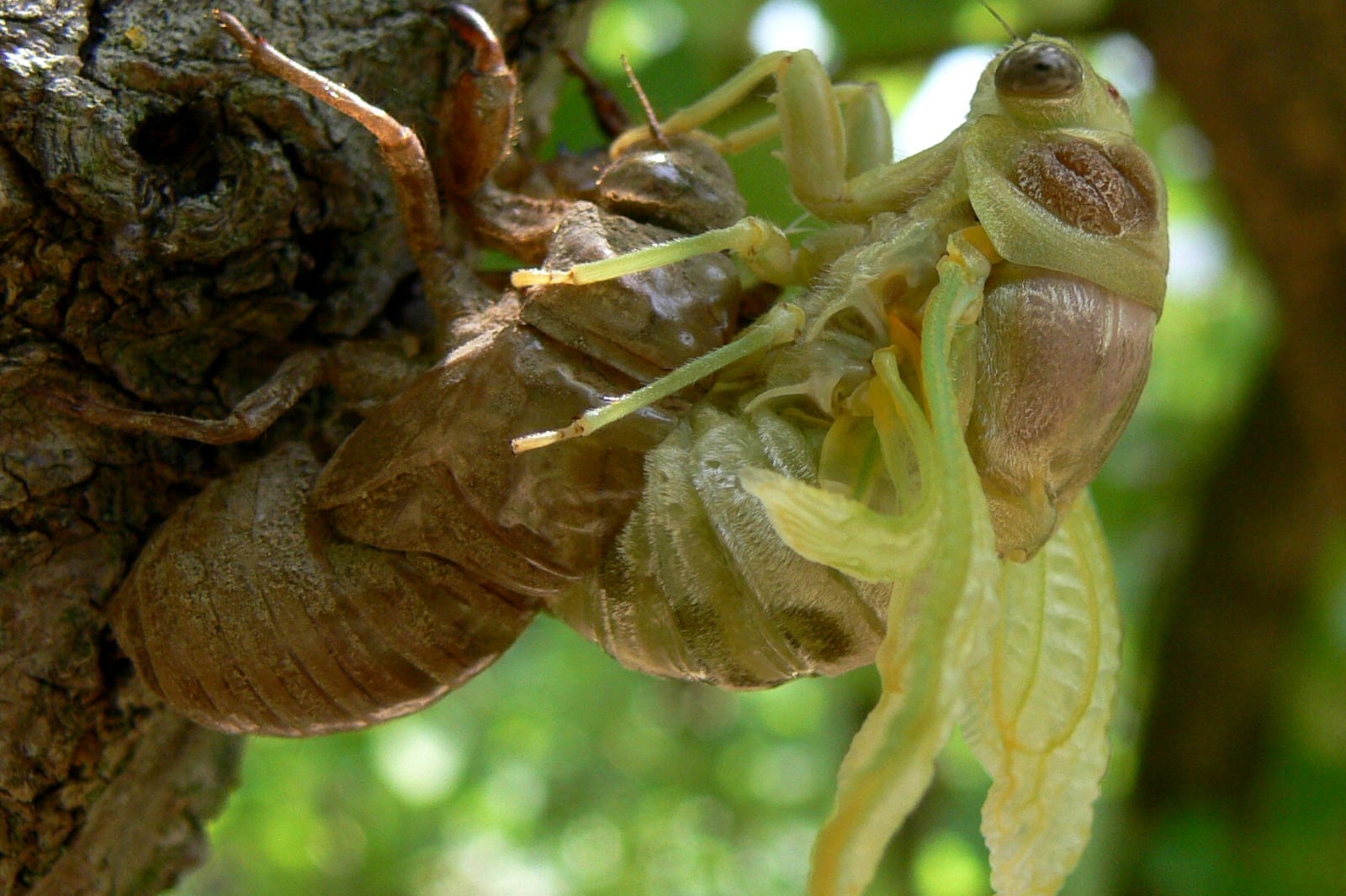 Muchos insectos tienen un exoesqueleto de quitina