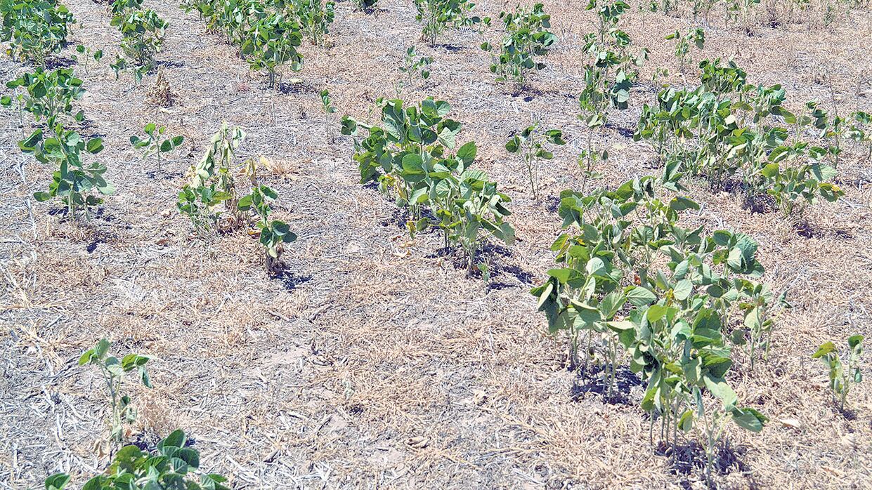 La superficie de siembra de soja es de 16,5 millones de hectáreas, 8,3 por ciento menos que la campaña anterior