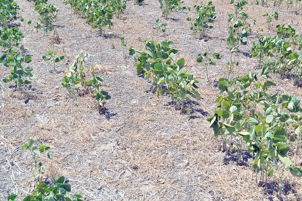 La superficie de siembra de soja es de 16,5 millones de hectáreas, 8,3 por ciento menos que la campaña anterior