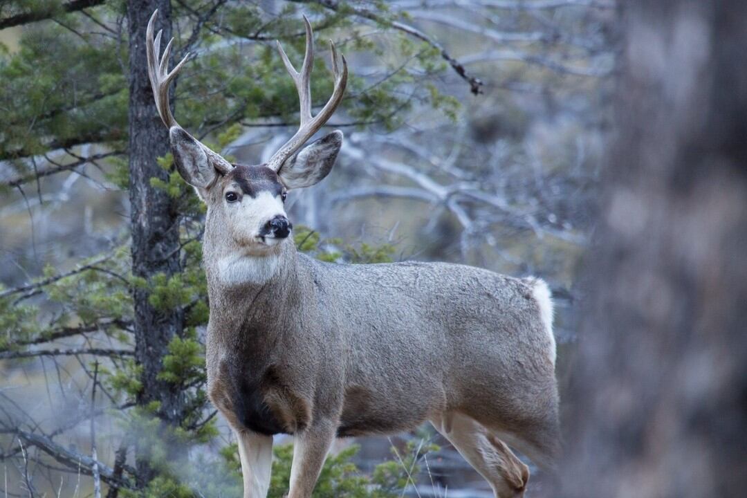 Estados Unidos en alerta por la enfermedad del "ciervo zombie". Imagen: @yellowstonenps