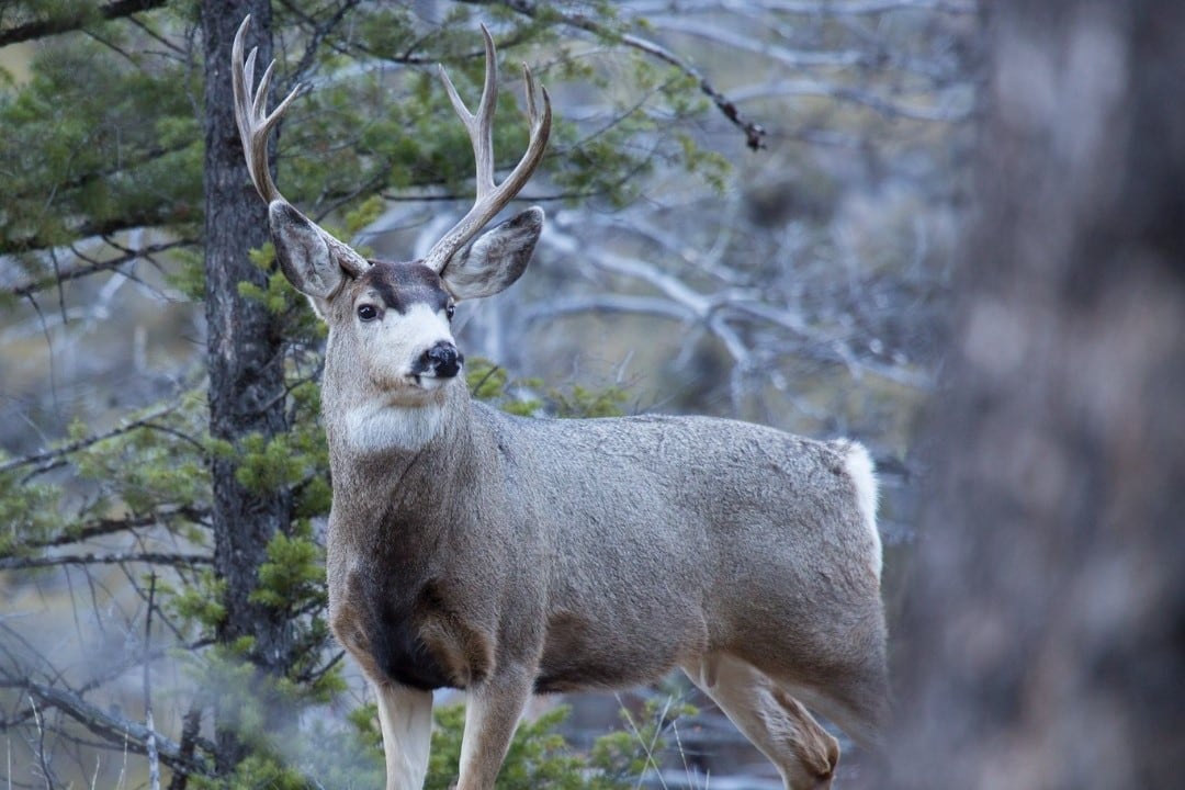 Estados Unidos en alerta por la enfermedad del "ciervo zombie". Imagen: @yellowstonenps