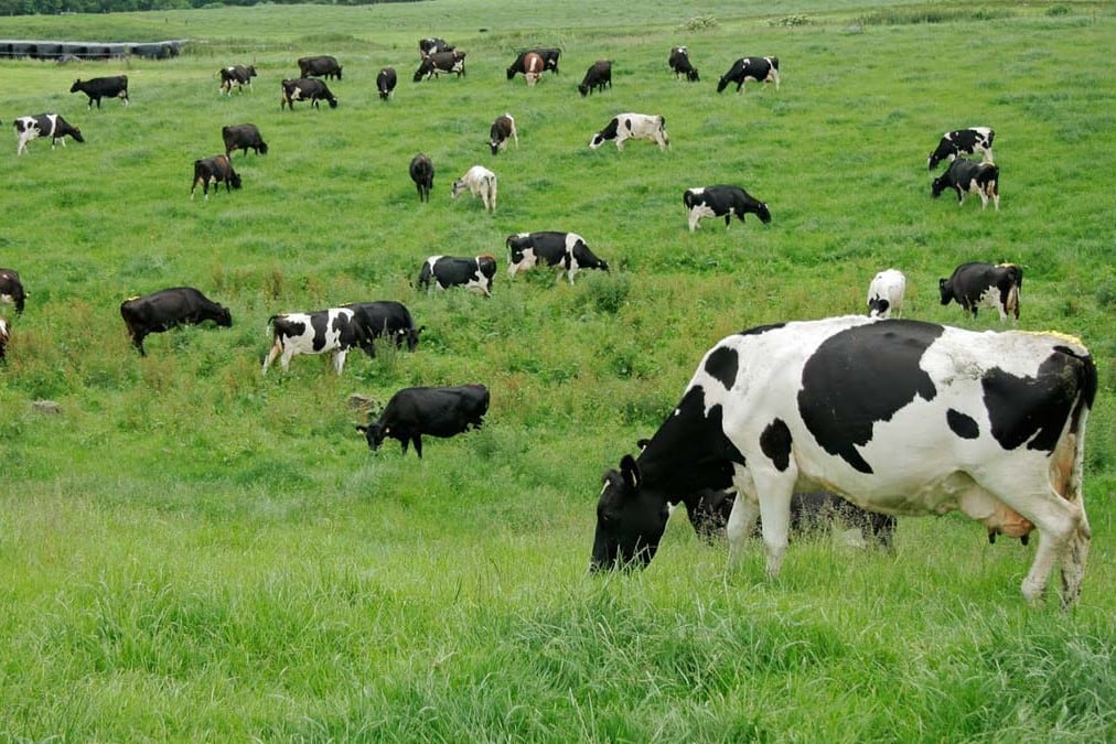 Las iniciativas desarrolladas en la región incluyeron prácticas amigables con el medioambiente, como el cuidado de las pasturas y el manejo de residuos y desechos. Foto: FAO/ONU