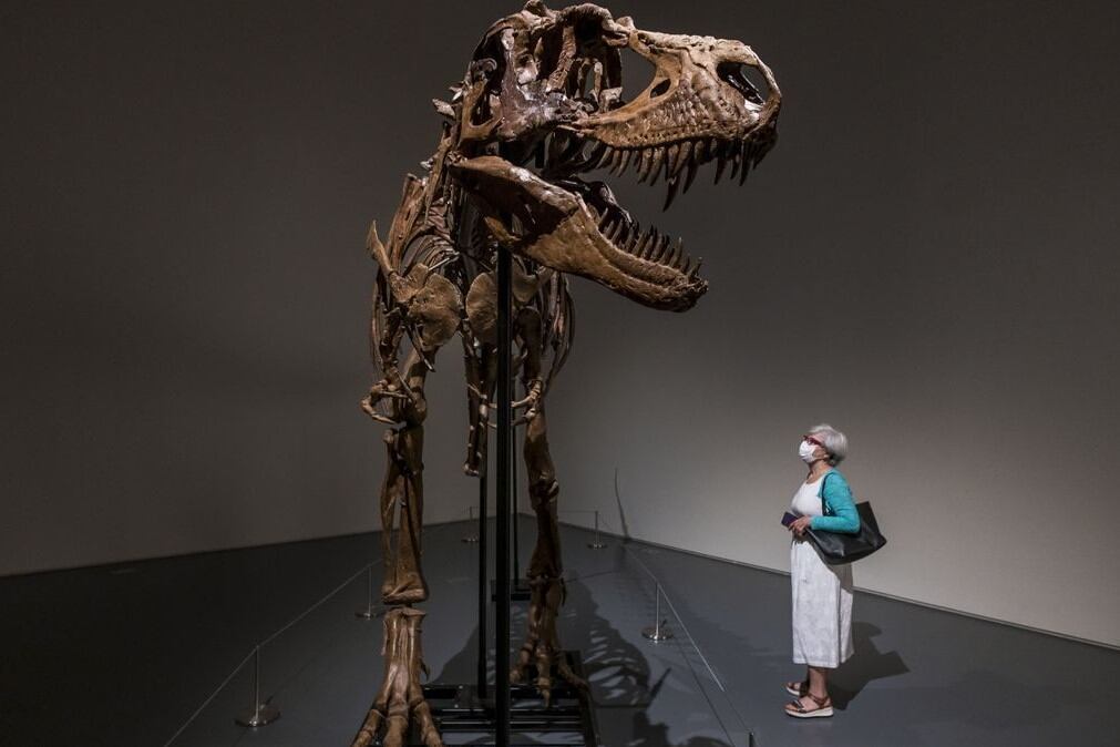 El especimen que sale a la venta fue hallado en 2018 en el estado de Montana, en el noroeste de Estados Unidos. Foto: EFE