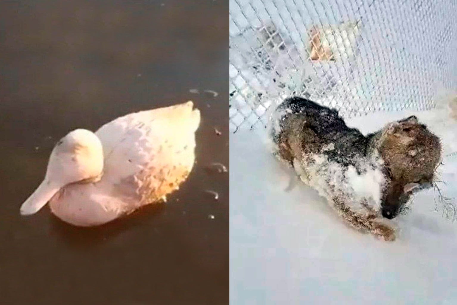 Un pato atrapado por la escarcha y un zorro congelado, dos imágenes que se viralizaron.