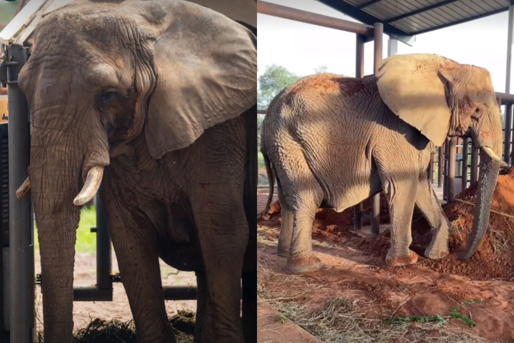 La elefante Pupy llegó al santuario de Brasil: su periplo desde el Ecoparque de Buenos Aires