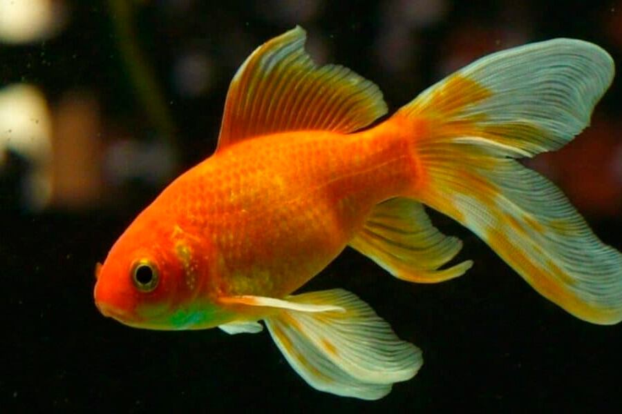Peces dorados, también conocidos como Goldfish.