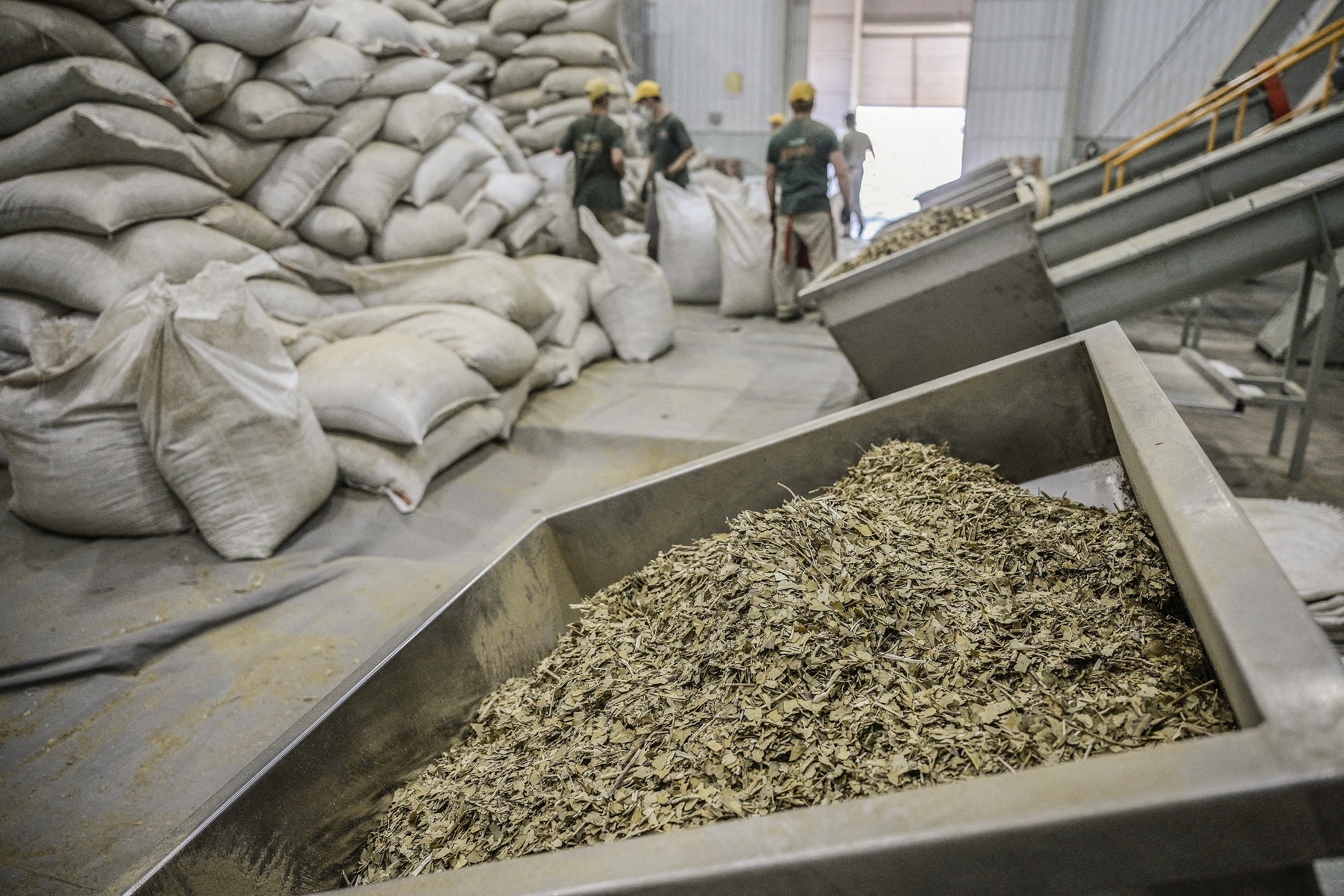 La yerba al consumidor subió 66 por ciento el último año.