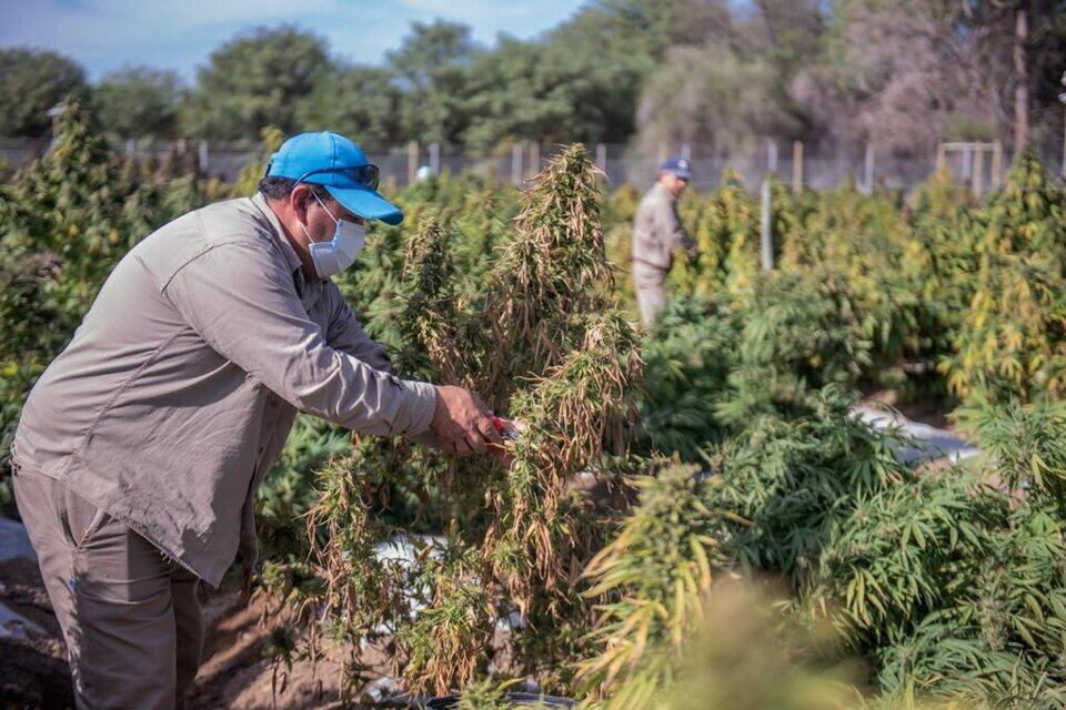 La empresa Agrogenética.