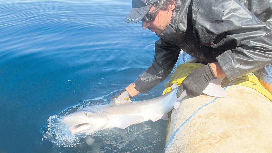 Alejo Irigoyen investiga en el Centro para el Estudio de Sistemas Marinos (Cesimar-Cenpat).