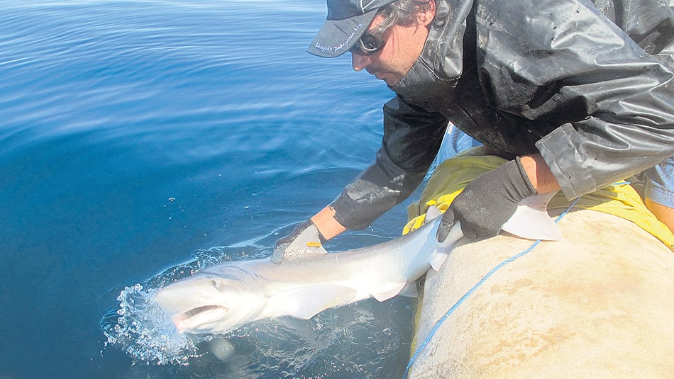 Alejo Irigoyen investiga en el Centro para el Estudio de Sistemas Marinos (Cesimar-Cenpat).