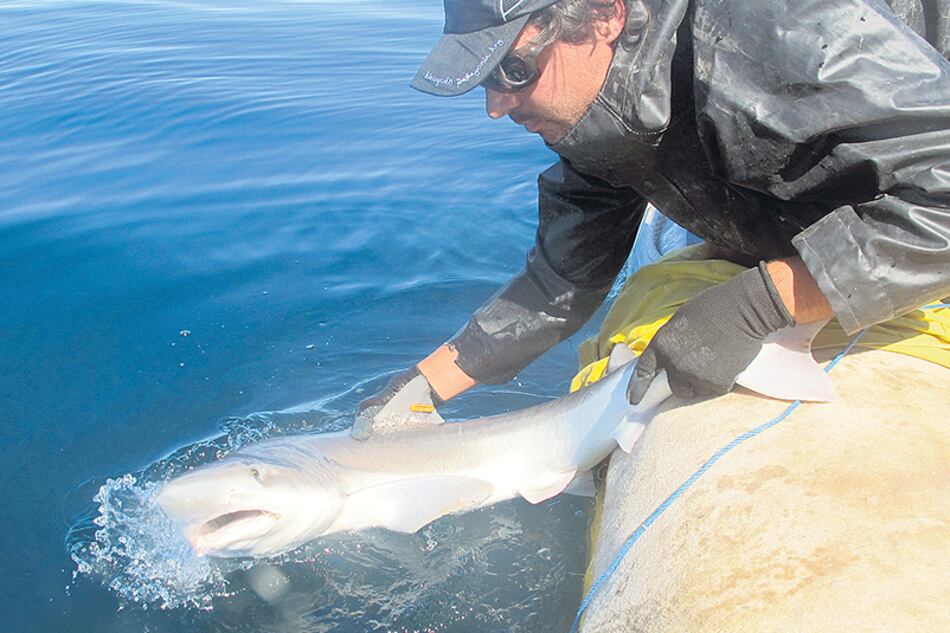 Alejo Irigoyen investiga en el Centro para el Estudio de Sistemas Marinos (Cesimar-Cenpat).
