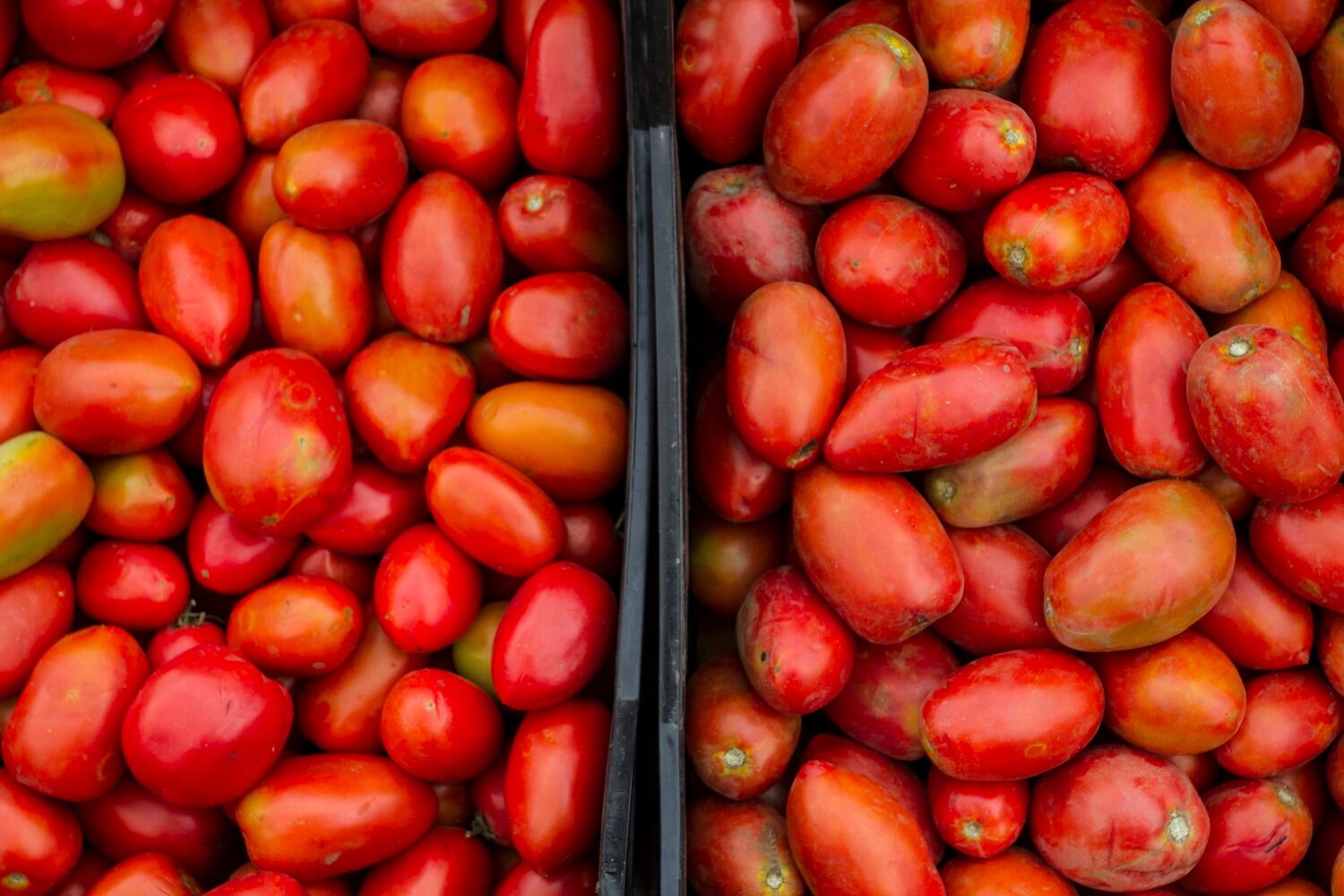 Alerta por el retroceso del área sembrada de tomate
