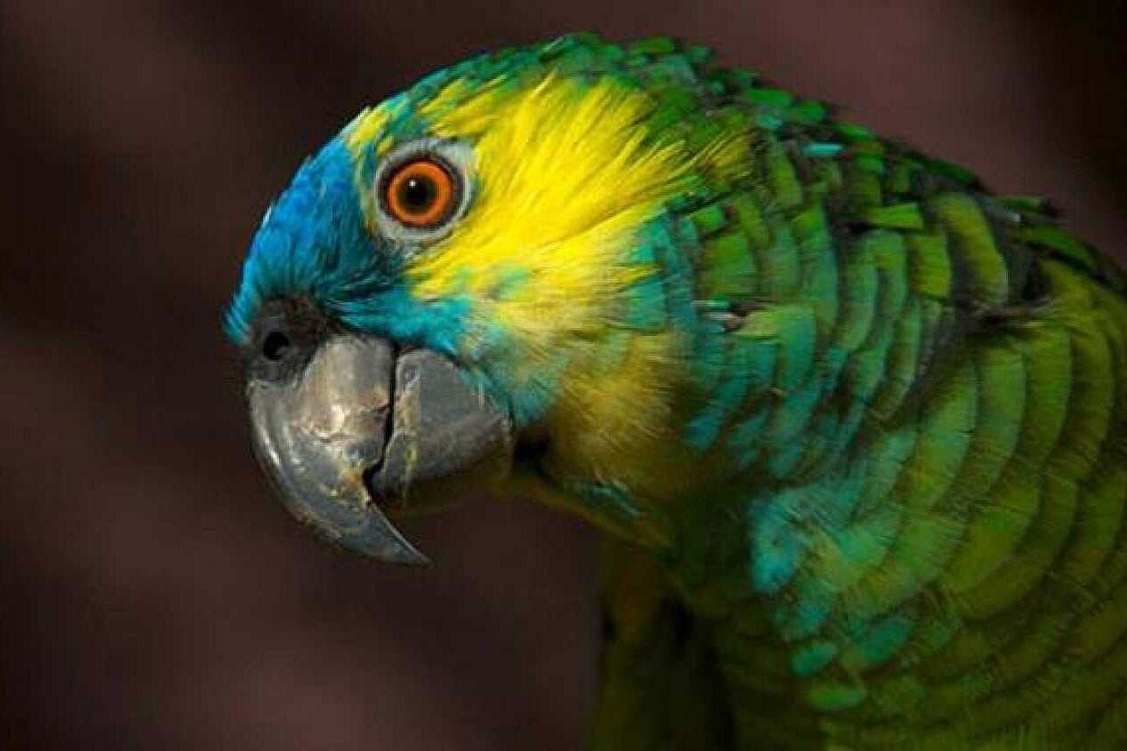 El estudio fue llevado a cabo por la Universidad Federal de Bahía.