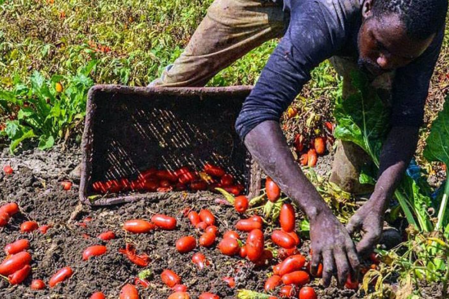 Los inmigrantes realizan largas jornadas de cosechar frutas y verduras.