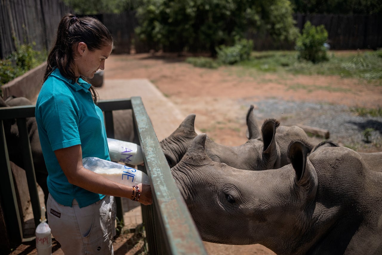 Dos de los rinocerontes cobijados en el orfanato de Sudáfrica.