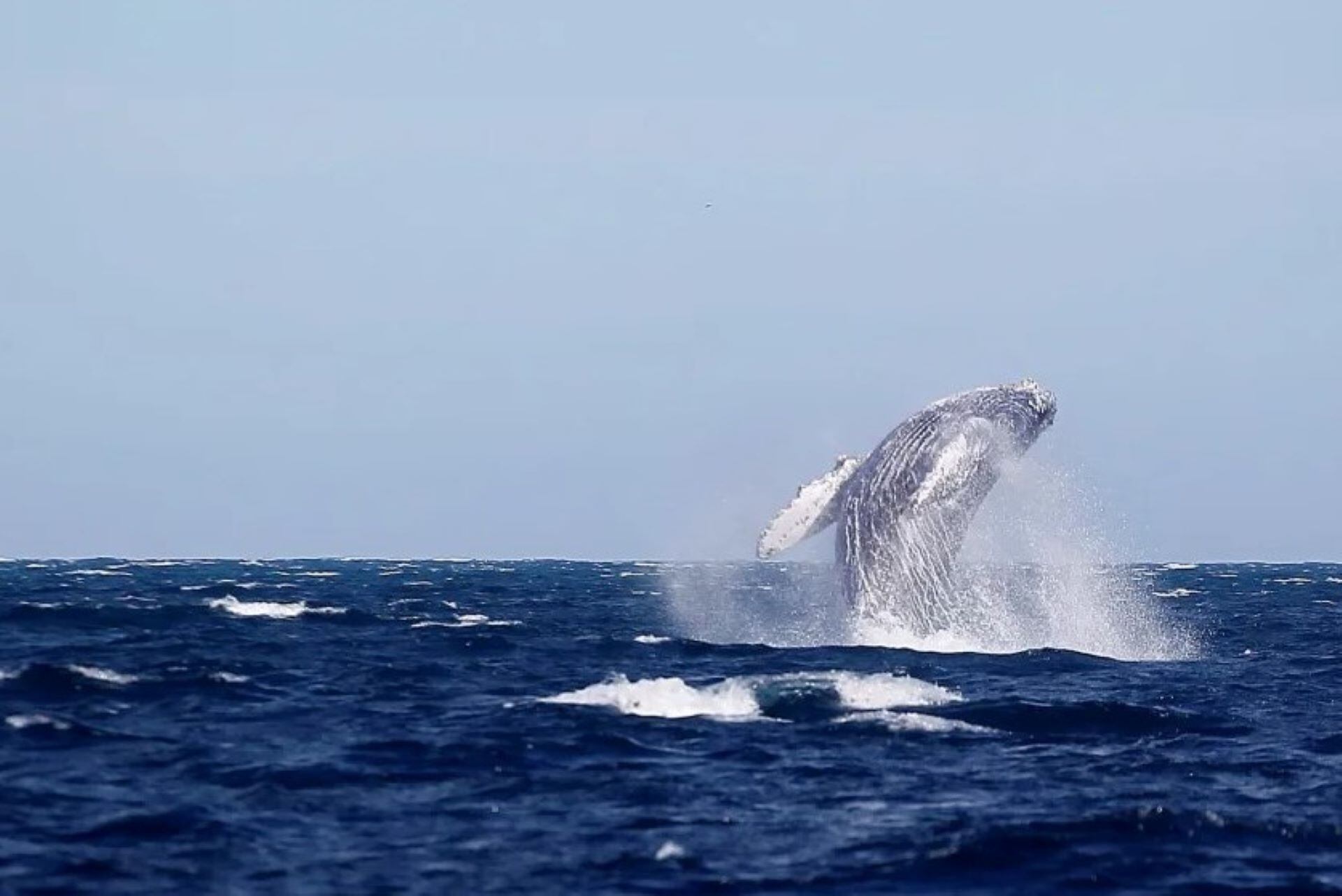 Cada dos minutos muere un delfín o una ballena a causa de la intervención de los seres humanos. (Foto:EFE)