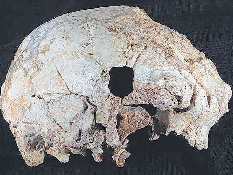 Es el cráneo fósil de homínido más antiguo hallado en la península Ibérica.