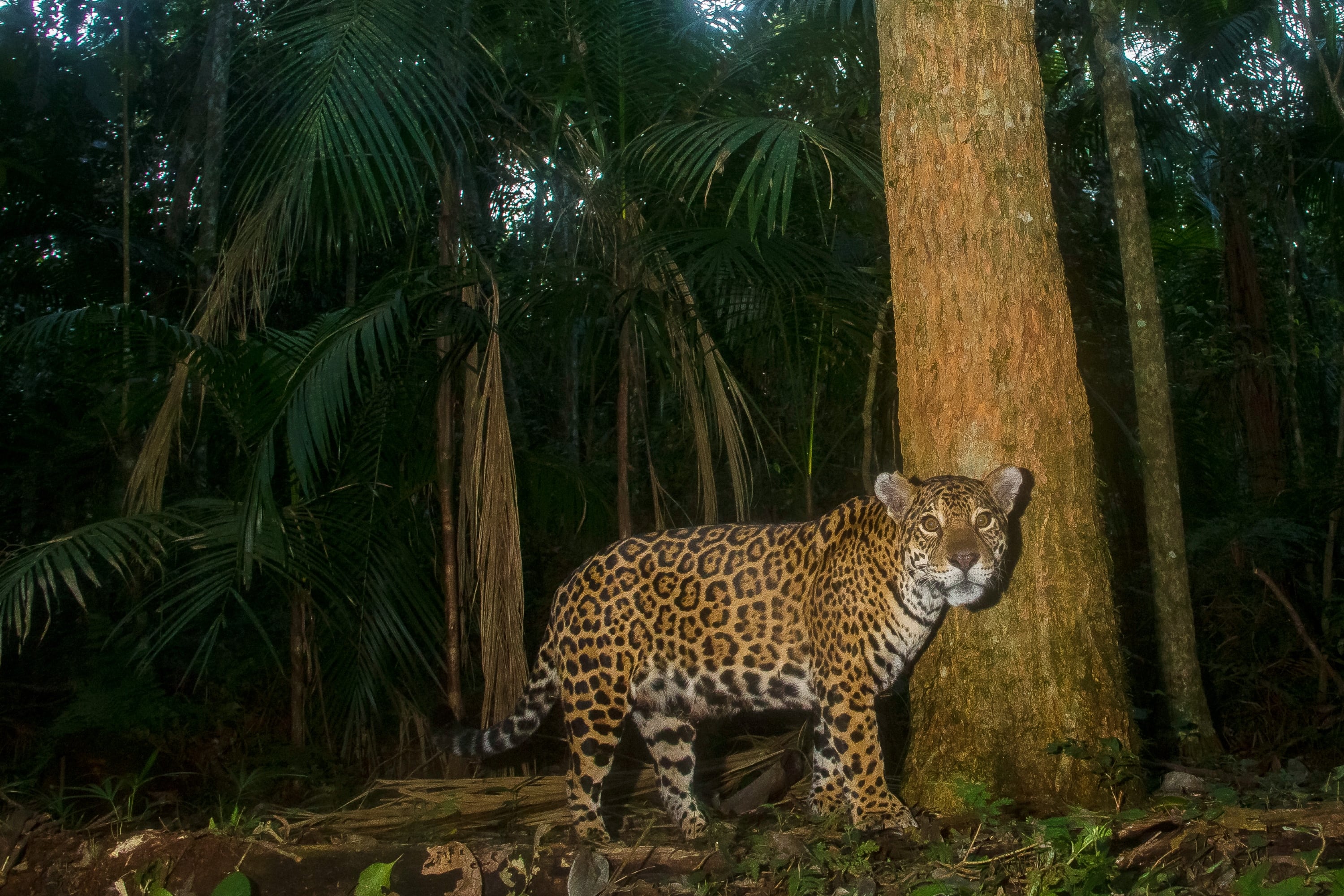 Se estima que el yaguareté llegaba hasta el límite entre La Pampa y la Patagonia.