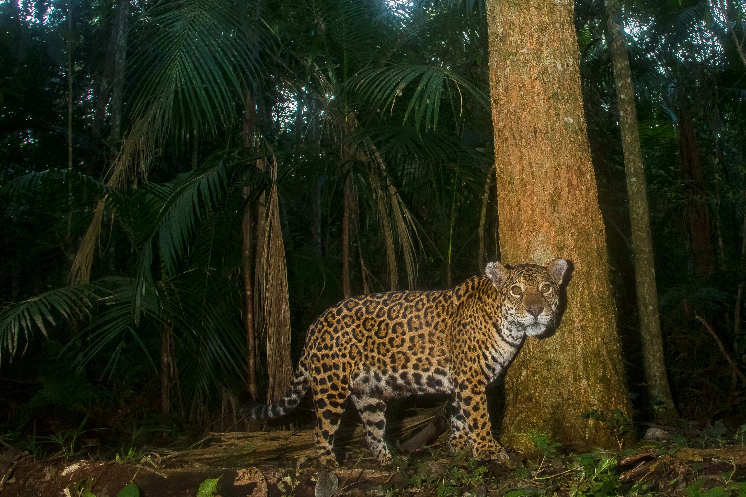Se estima que el yaguareté llegaba hasta el límite entre La Pampa y la Patagonia.