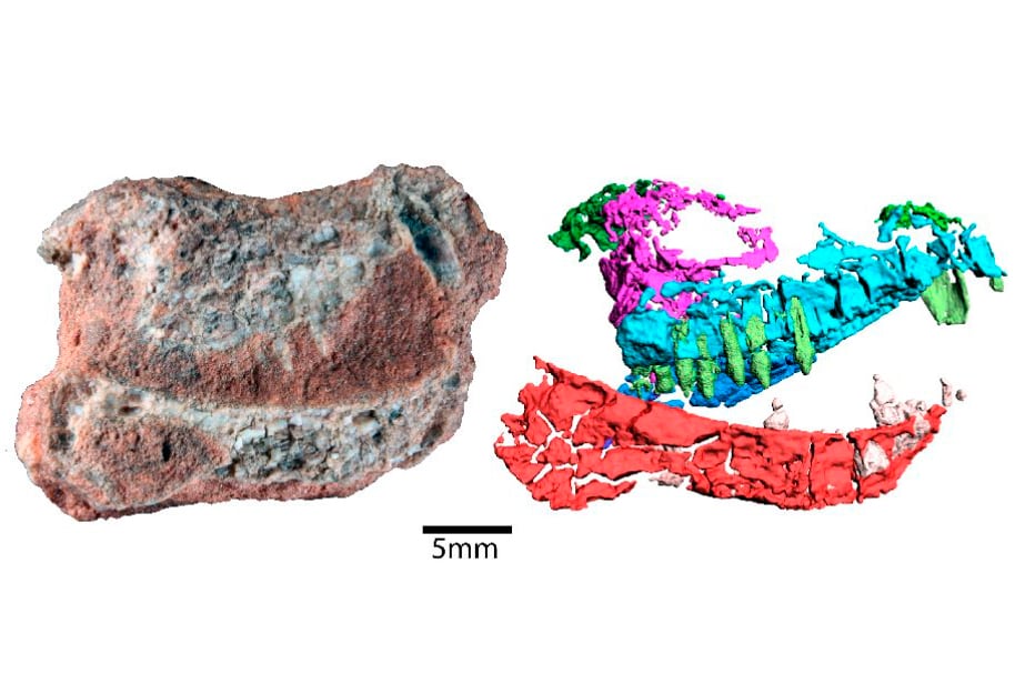 El Triásico argentino y sudamericano es de gran importancia en el registro de cinodontes basales, que permiten reconstruir el mosaico histórico de los antecesores de los mamíferos.