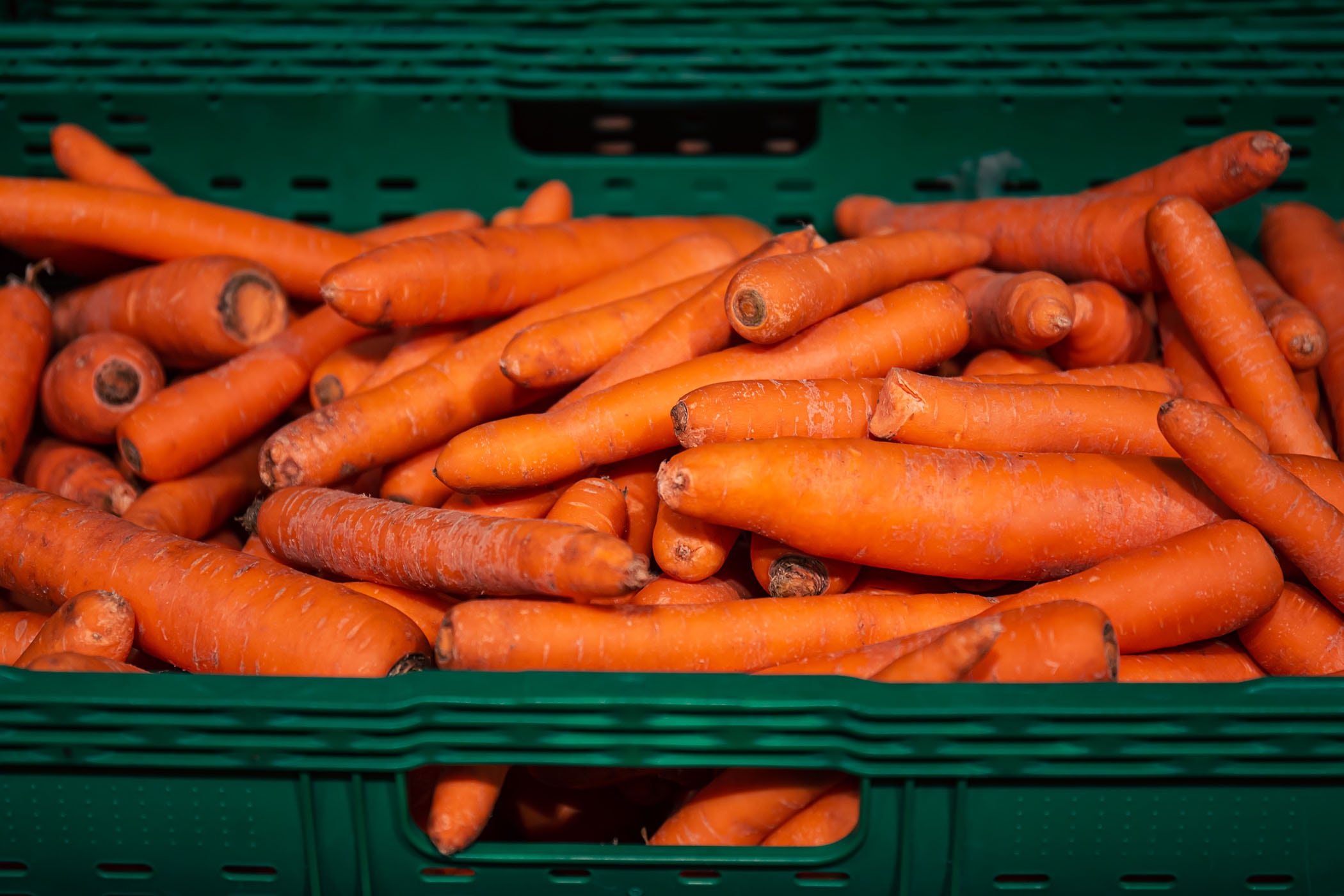 Los productores de zanahorias solo se llevan el 9,8 por ciento del precio de venta.