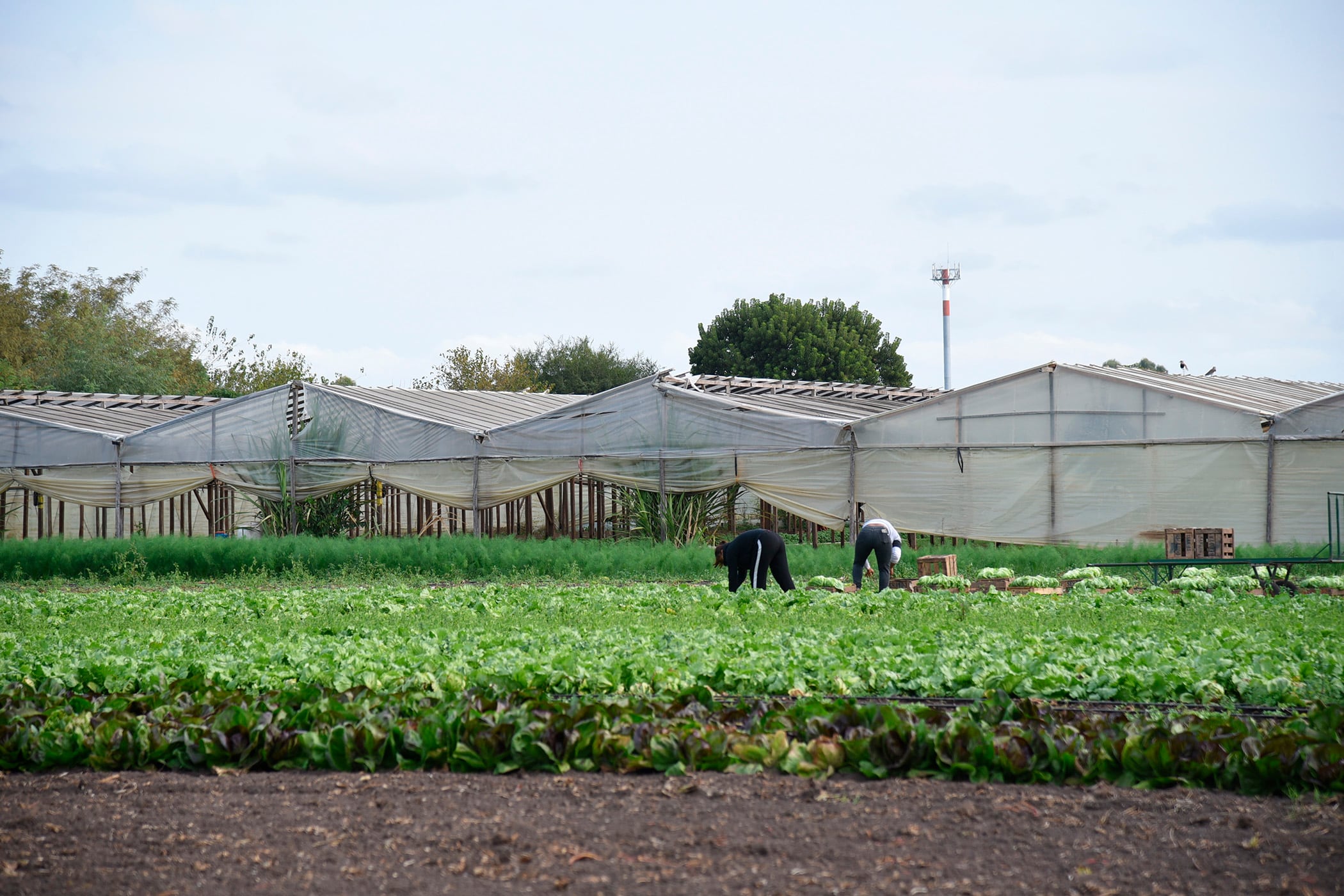 "El principal desafío es agregar valor y calidad a la producción", afirmaron desde la UNLP.