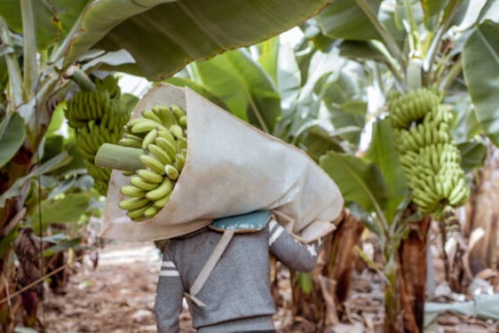 En Salta, Formosa y Jujuy, la banana es una fuente de arraigo y trabajo familiar.