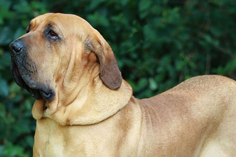 Claudio Gómez fue atacado por tres canes de raza Fila Brasilero el 19 de abril de 2021. Foto: Zooplus.