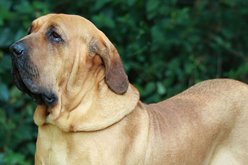 Claudio Gómez fue atacado por tres canes de raza Fila Brasilero el 19 de abril de 2021. Foto: Zooplus.