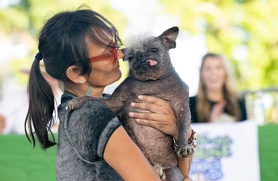 Su dueña, Jenada Benally, convenció al jurado de que su perro de 17 años merecía el primer puesto y ganó USD $1500 en la competencia. (AFP/Getty images) 