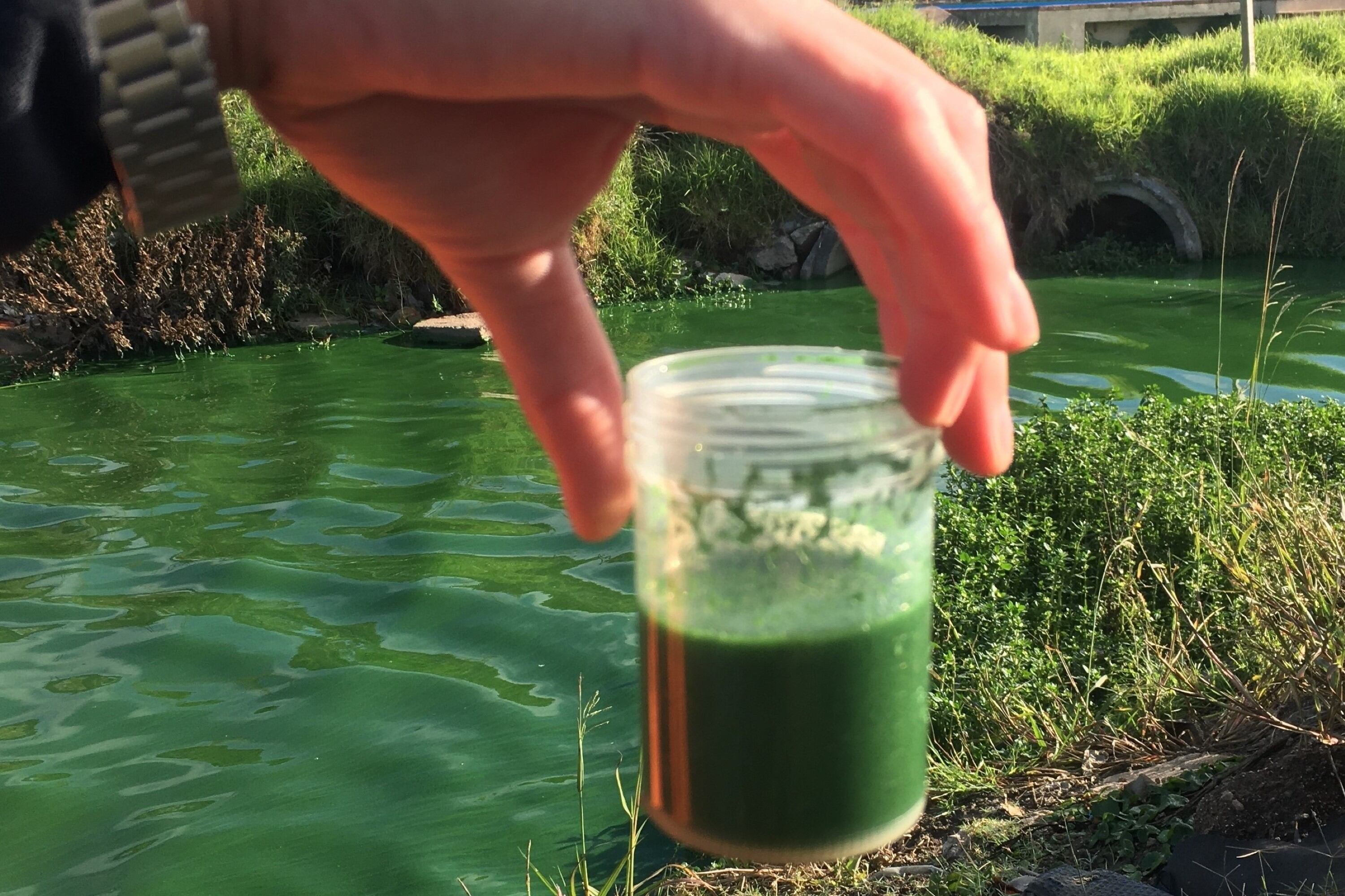 Las sequías y las altas temperaturas aumentan la aparición y la densidad de las floraciones.