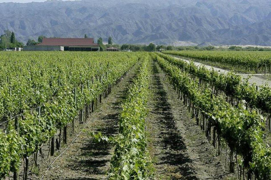 La última cosecha fue la peor en 60 años.