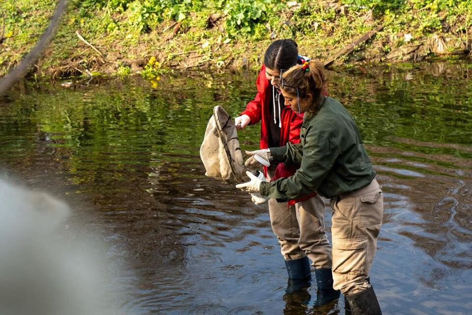 Tareas de voluntariado ambiental. 
