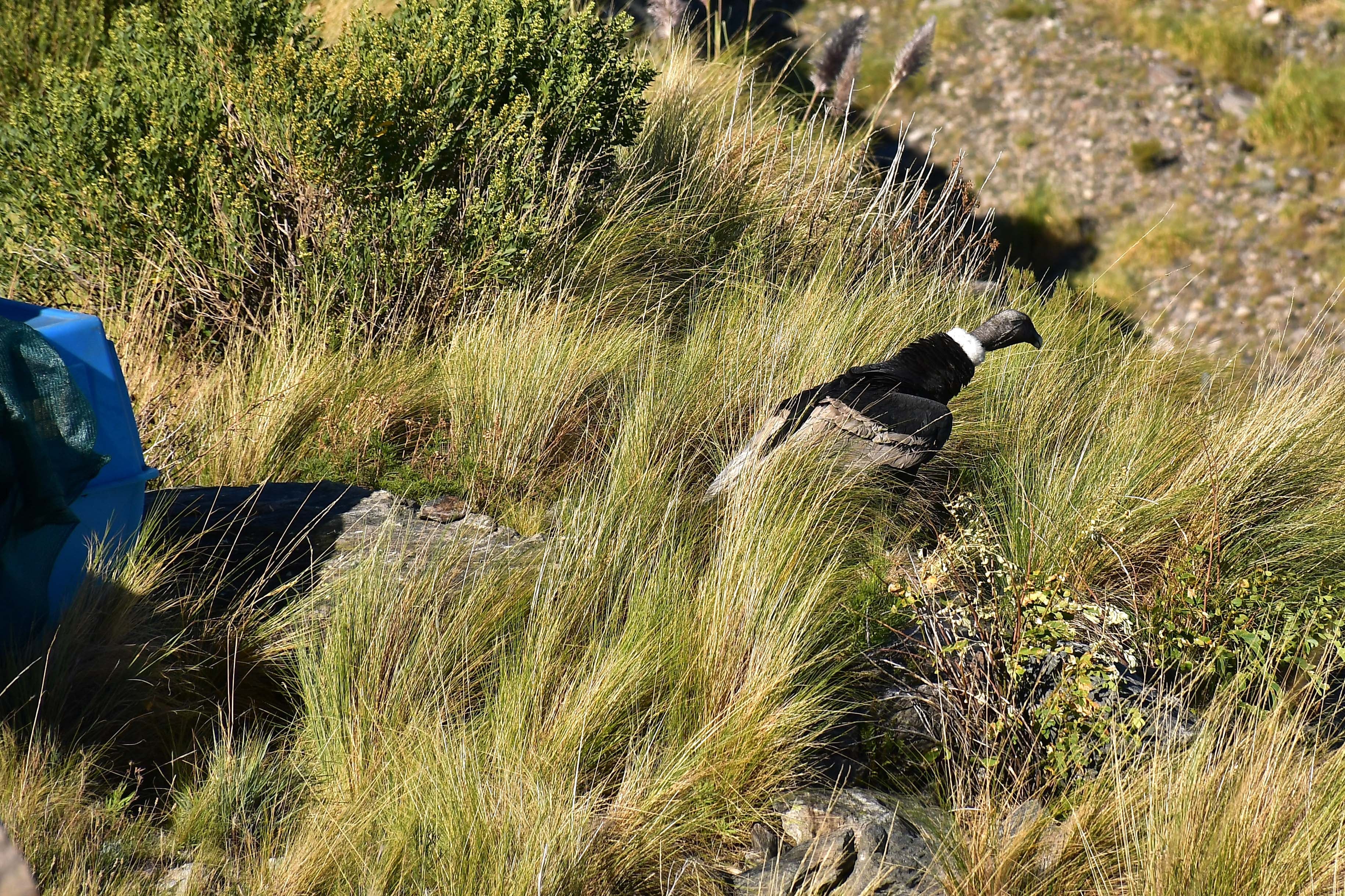 El ejemplar será rastreado gracias a un dispositivo de localización que le aplicaron de manera intramuscular. (Foto: Varvara Nicolás)